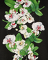 Dolce & Gabbana Floral T-shirt, other view