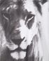 Stella McCartney Lion Tee, other view